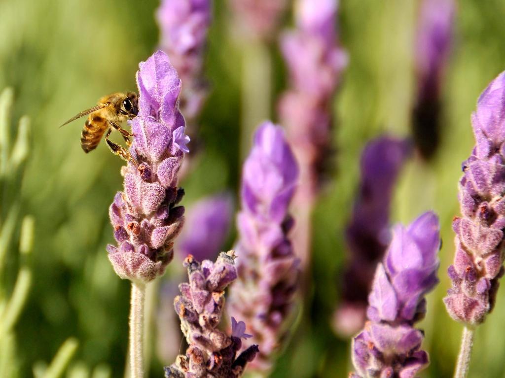 פרנצ'הוק Lavender Farm Guest House מראה חיצוני תמונה